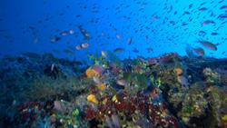 Gozo reef diving. Reqqa Point.